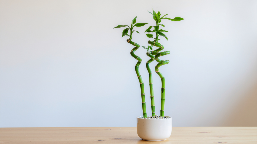 Bambu-da-Sorte