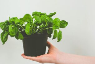 Como Plantar Manjericão em Vaso