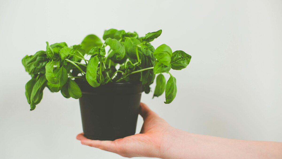 Como Plantar Manjericão em Vaso