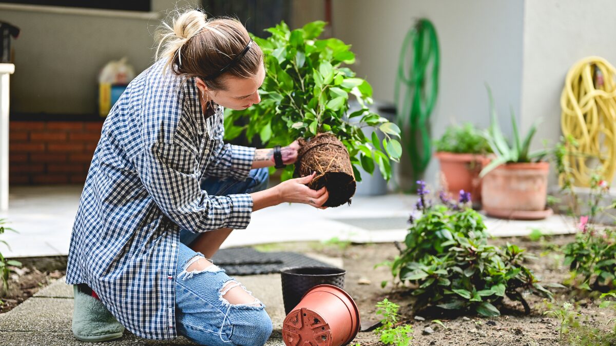 Como fazer horta pequena em apartamento