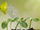 Erros que Matam as Plantas Sem Perceber 15 Hábitos Comuns