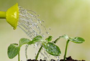 Erros que Matam as Plantas Sem Perceber 15 Hábitos Comuns
