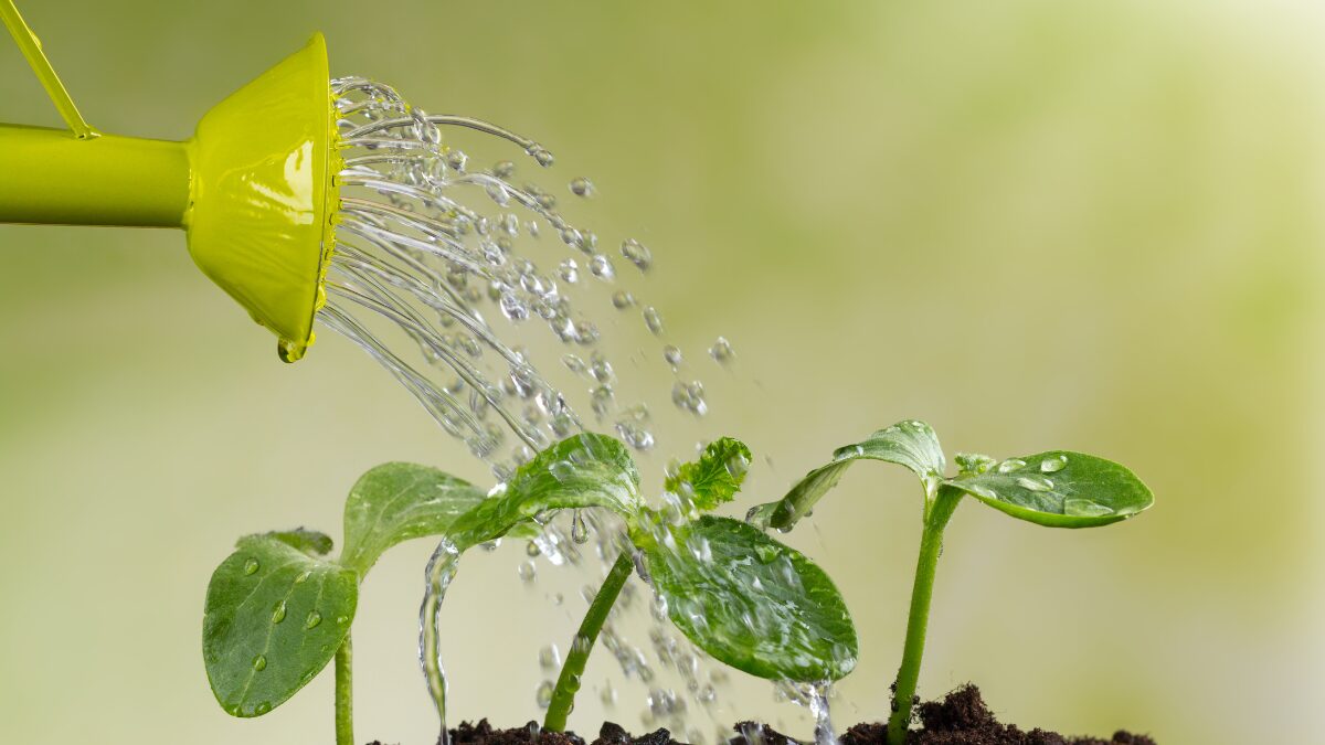 Erros que Matam as Plantas Sem Perceber 15 Hábitos Comuns