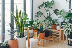 Plantas para decorar salas pequenas
