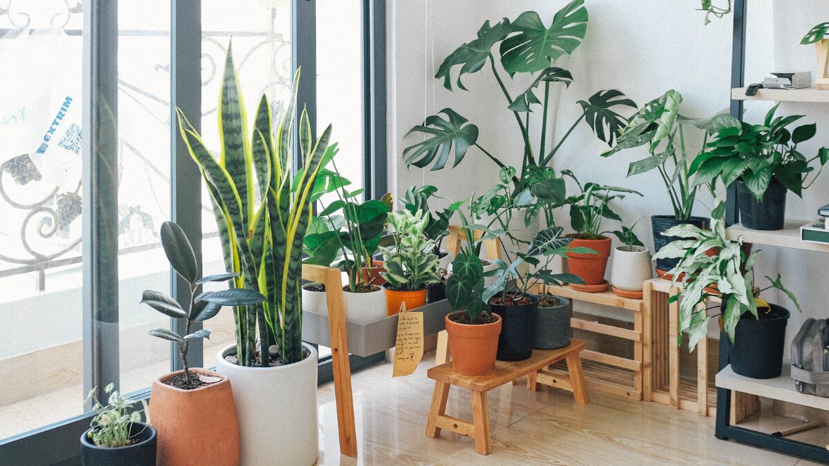 Plantas para decorar salas pequenas