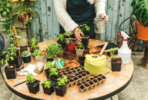 Temperos fáceis para cultivar em casa 12 opções práticas