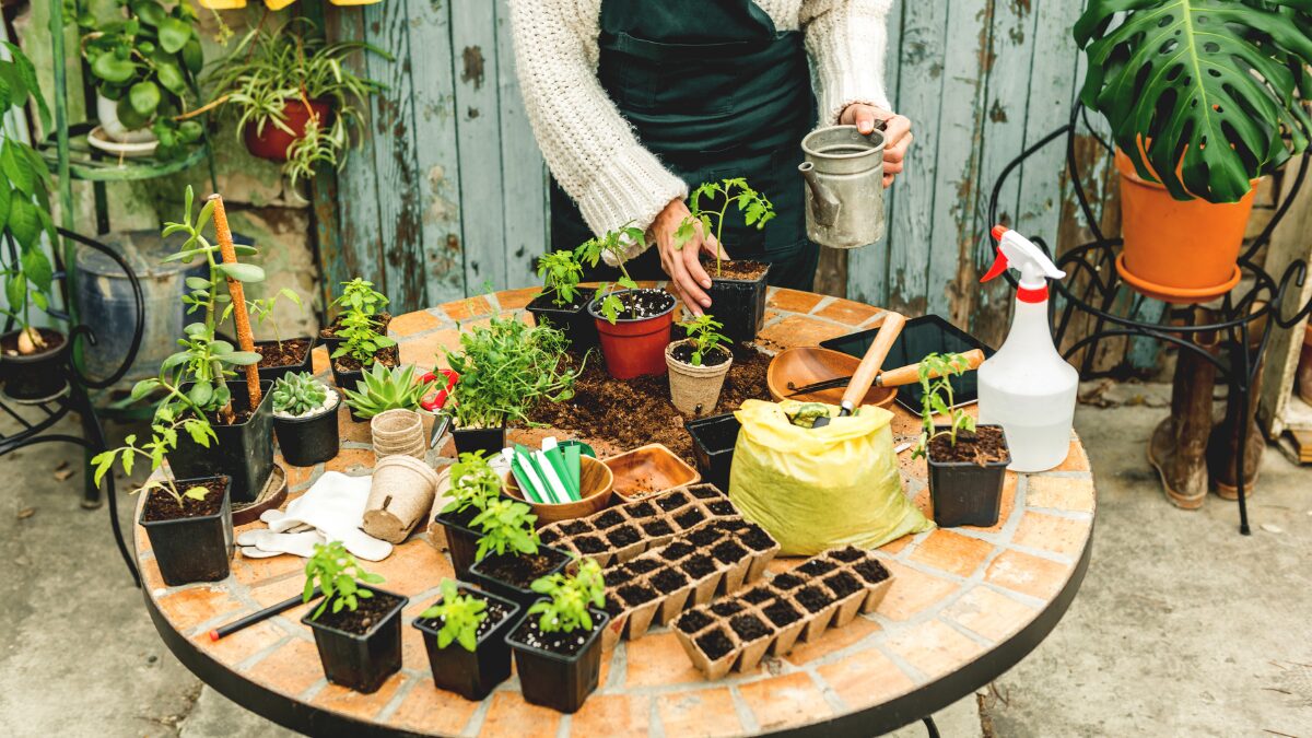 Temperos fáceis para cultivar em casa 12 opções práticas