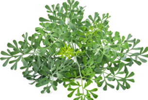 arruda