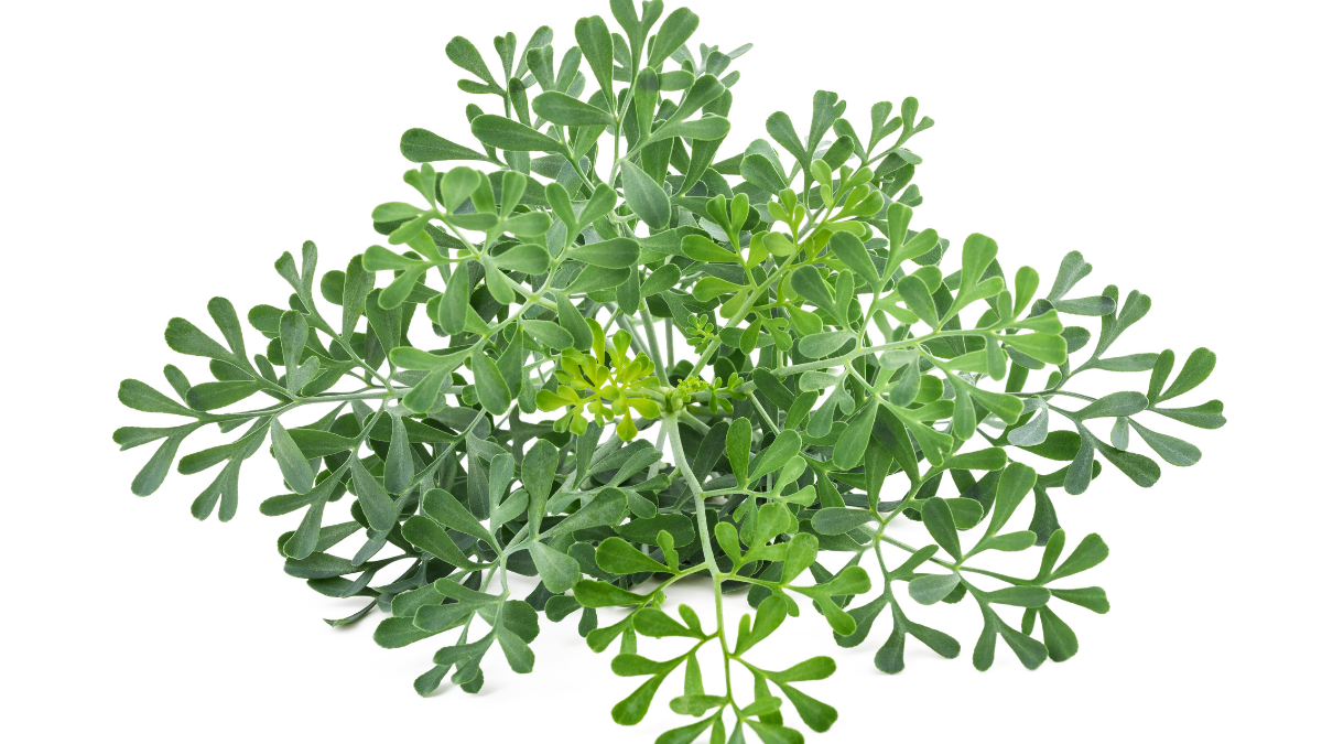 arruda
