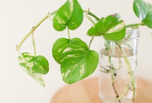 cuidar-planta-jiboia