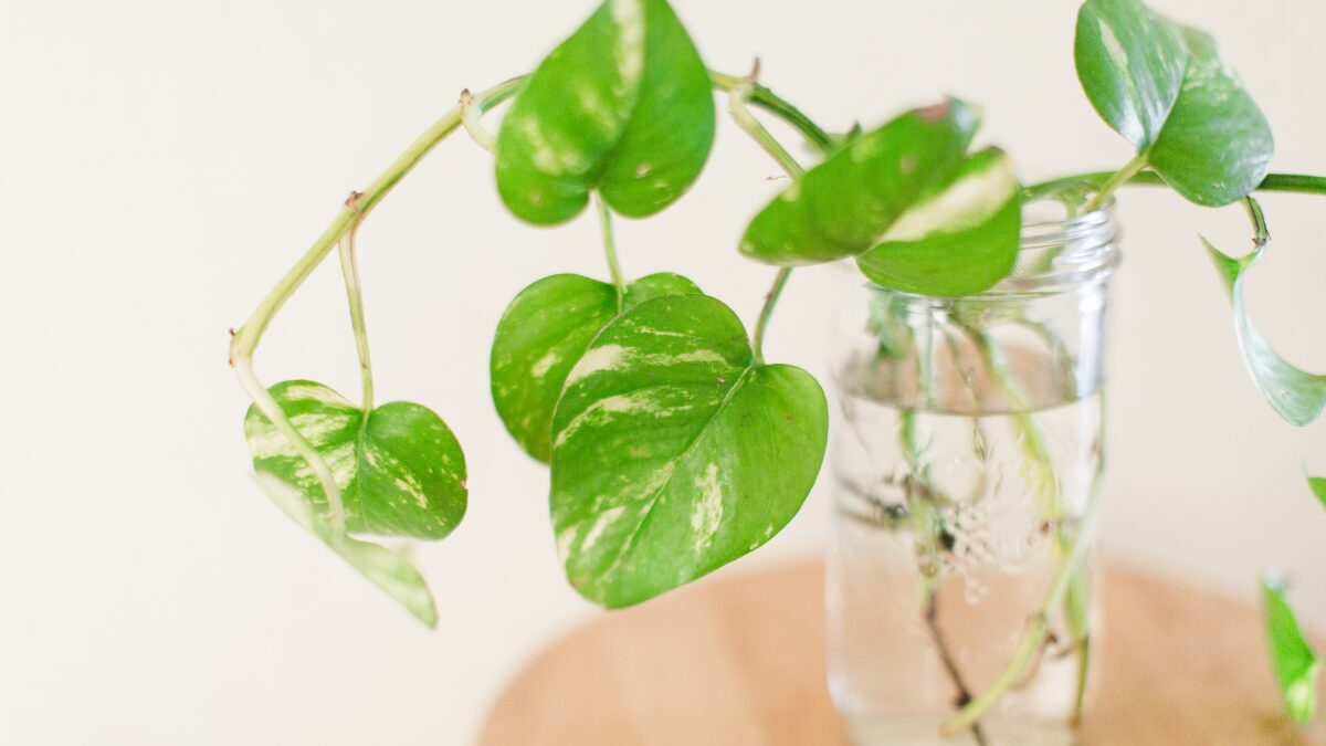 cuidar-planta-jiboia